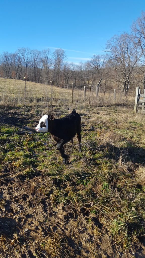 running calf