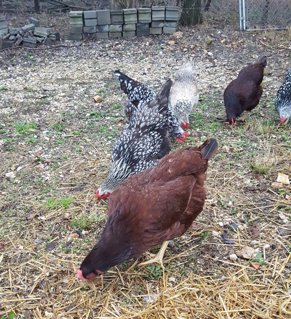 hens eating scratch