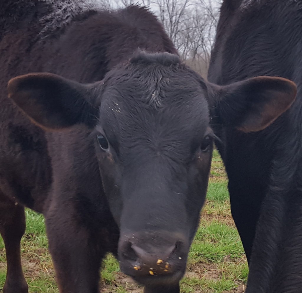 calf face