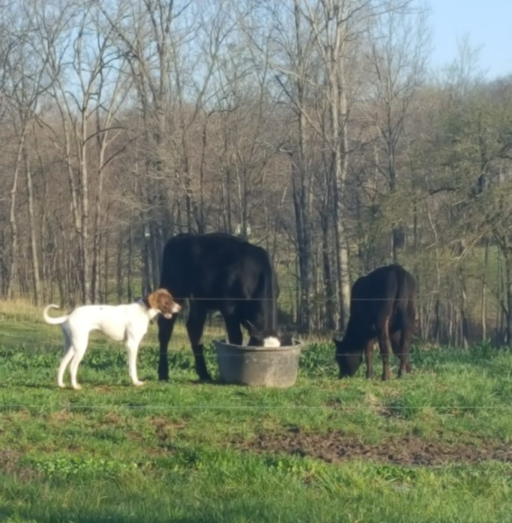 dog and calves