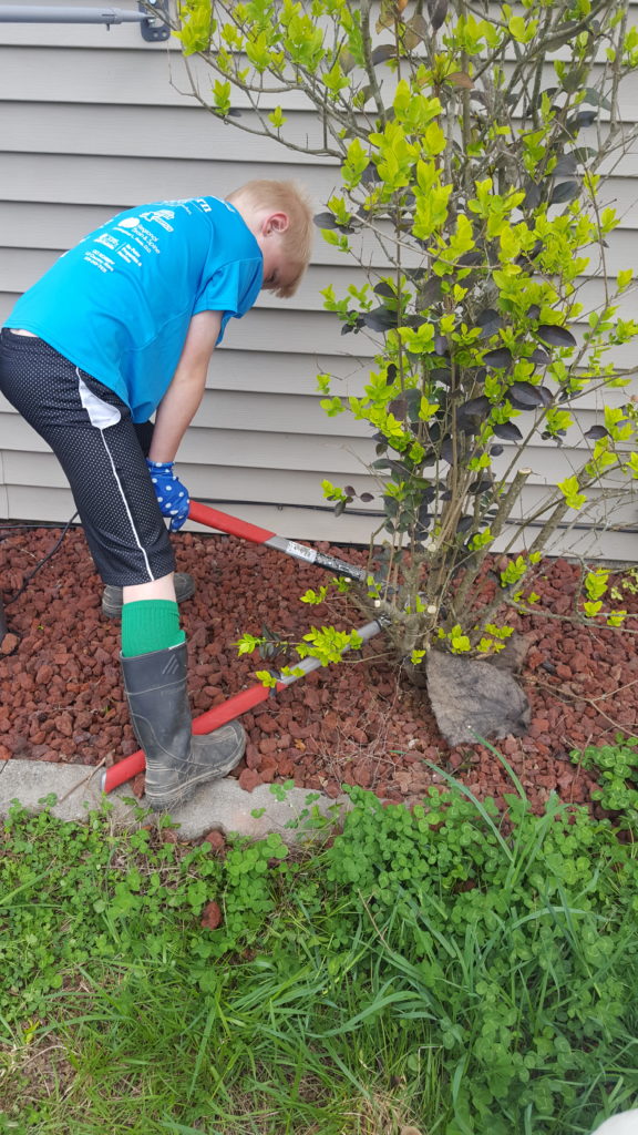 cutting shrubs