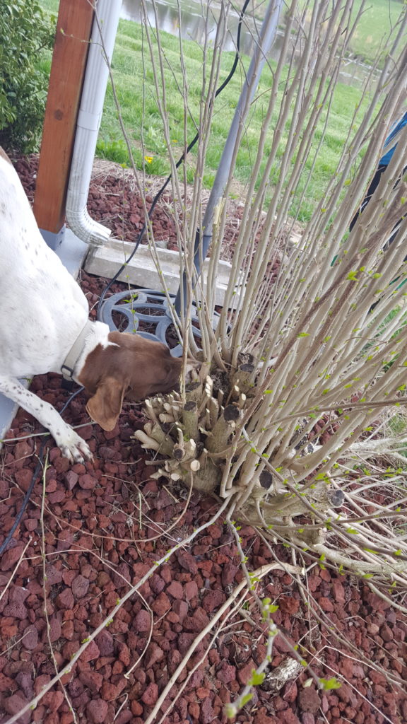 dog chewing shrub