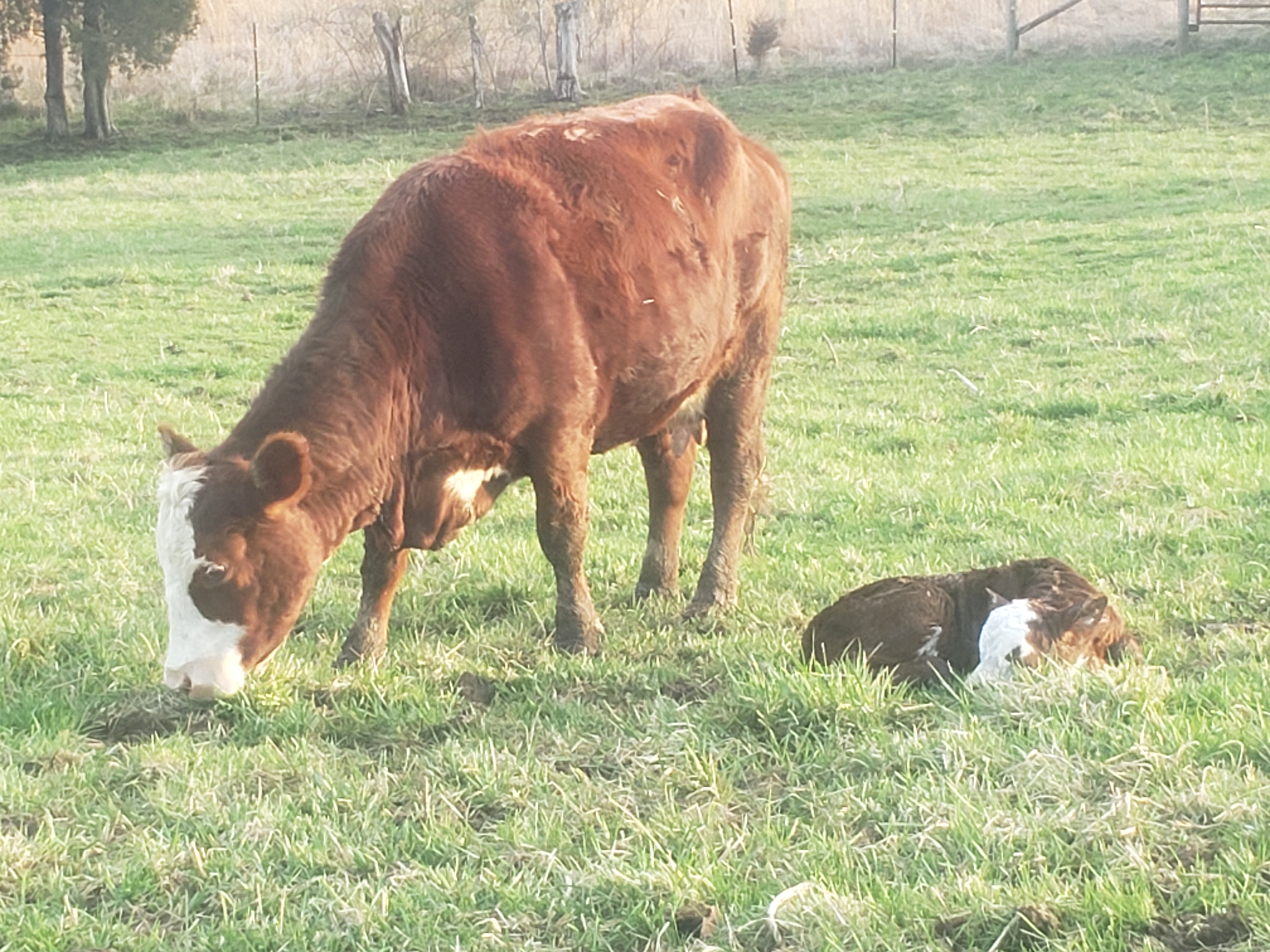 momma cow, newborn baby calf