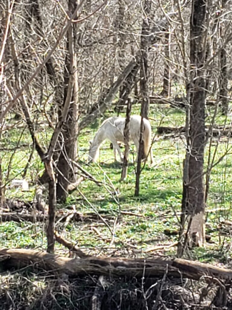 Wild Horses