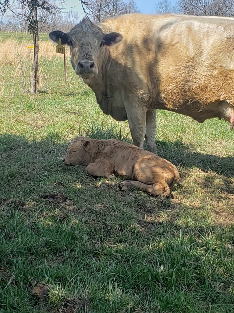 Cow and Calf