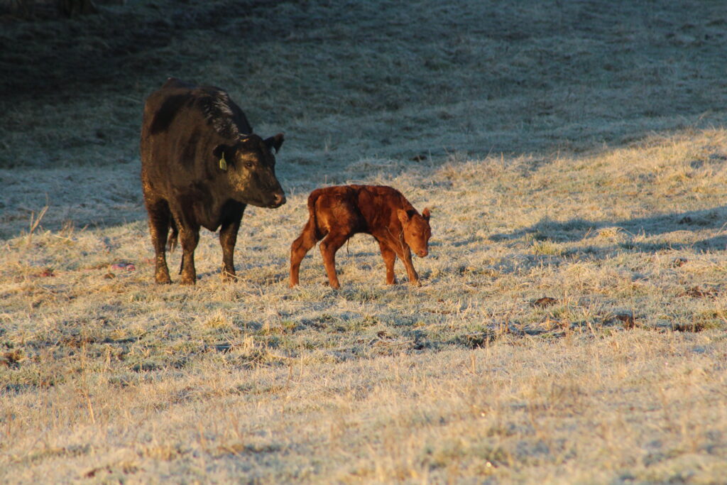 Day old calf walking