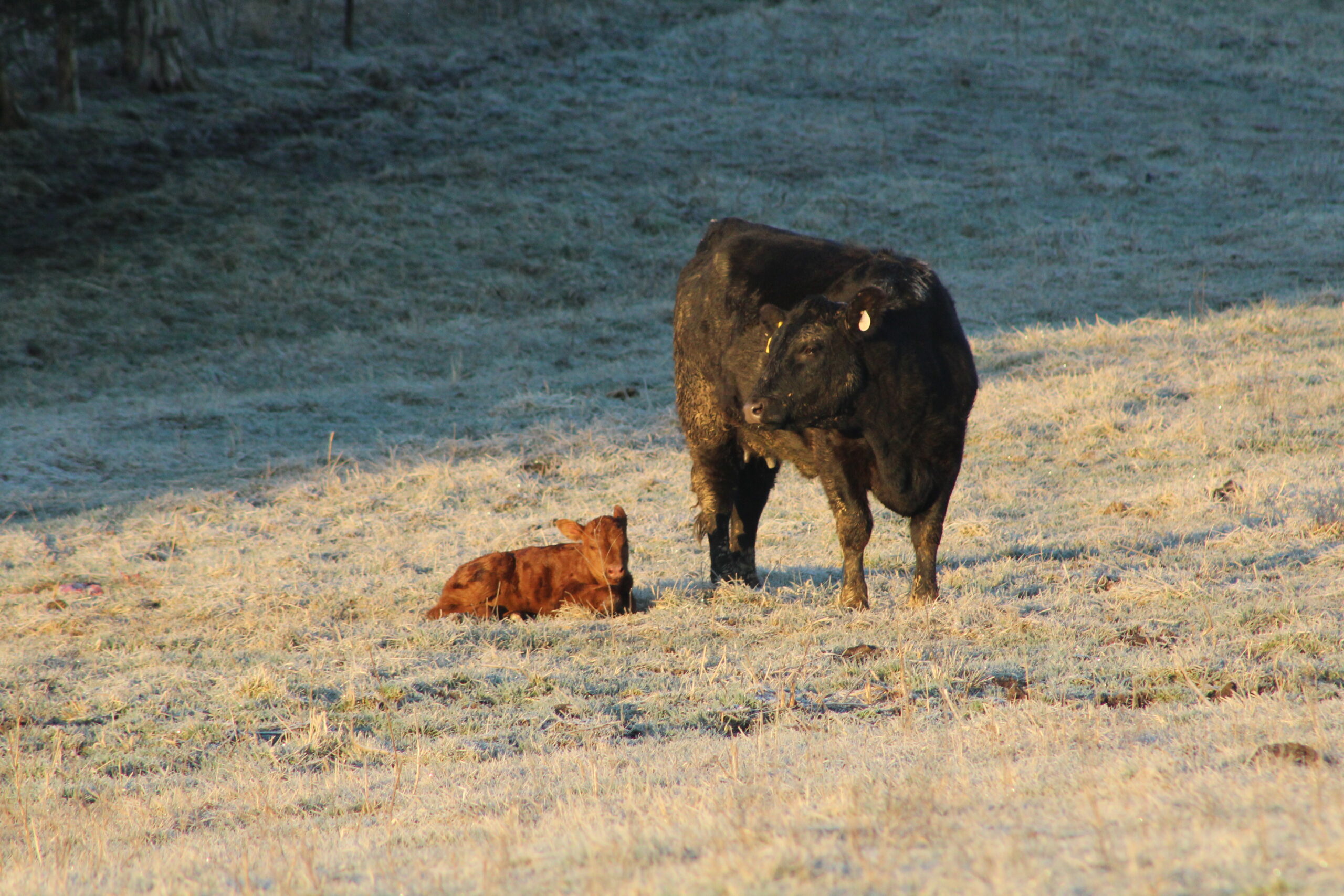 Day old calf laying down