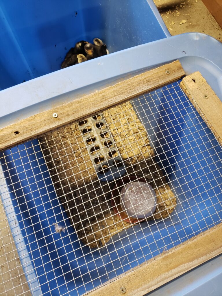 Homemade brooder box